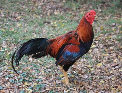 Black Breasted Red Aseel