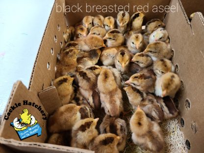 Black Breasted Red Aseels Chicks