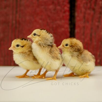 Black Breasted Red Cubalaya Bantam - Image 3