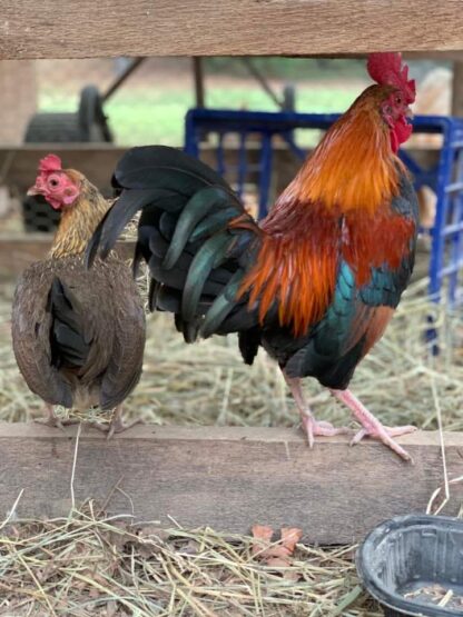 Black Breasted Red Old English Bantam