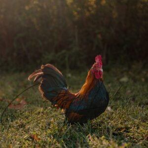 Black Breasted Red Old English Game Bantam