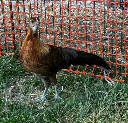 Black Breasted Red Phoenix