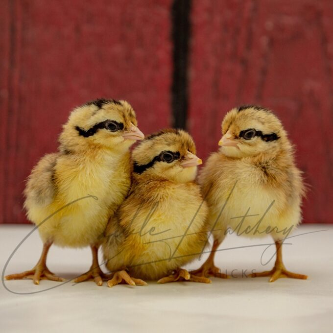 Black Breasted Red Phoenix Bantam Chicks