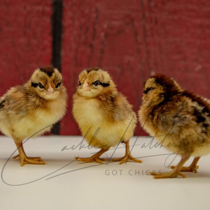 Black Breasted Red Phoenix Chicks