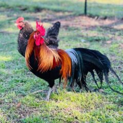 Black Breasted Red Phoenix Standard Chicken