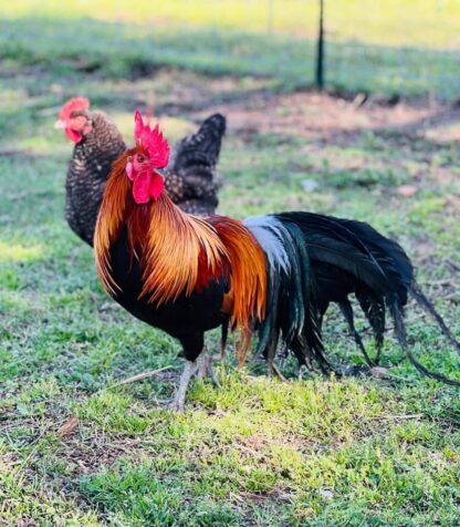 Black Breasted Red Phoenix Standard Chicken