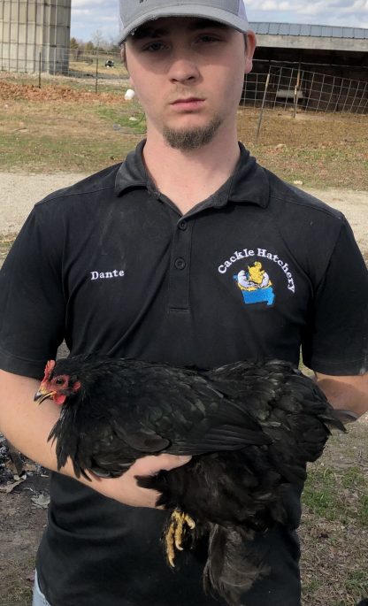 Black Cochin Bantam Chicken