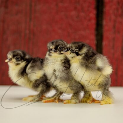 Black Cochin Bantams - Image 3
