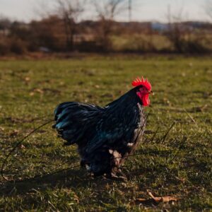 Black Cochin Bantams