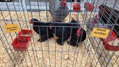 Black Cochin Bantam