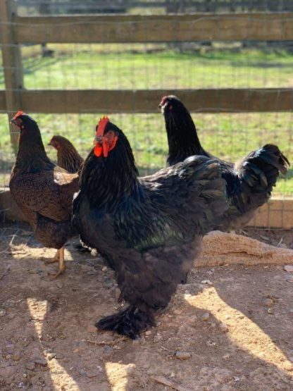 Black Cochin Standard Chicken