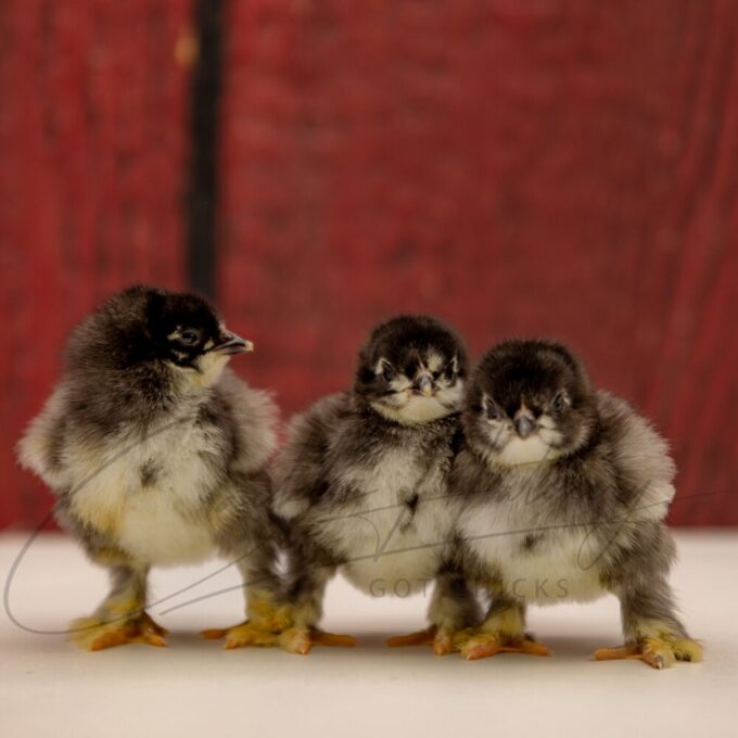 Black Cochin Standard Chicken - Image 3