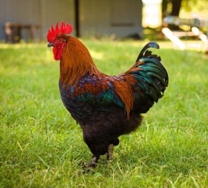 Black Copper Marans