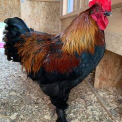 Black Copper Marans