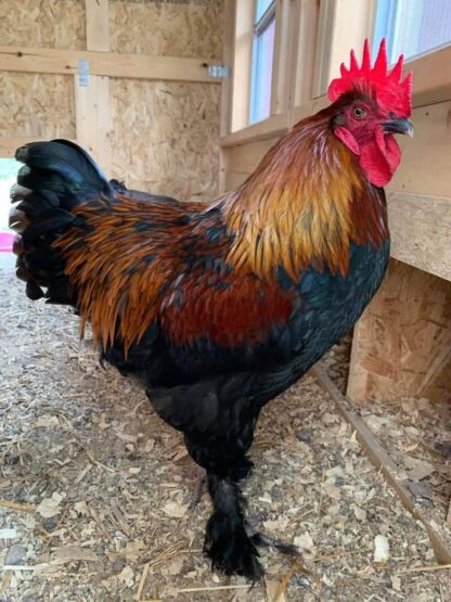 Black Copper Marans