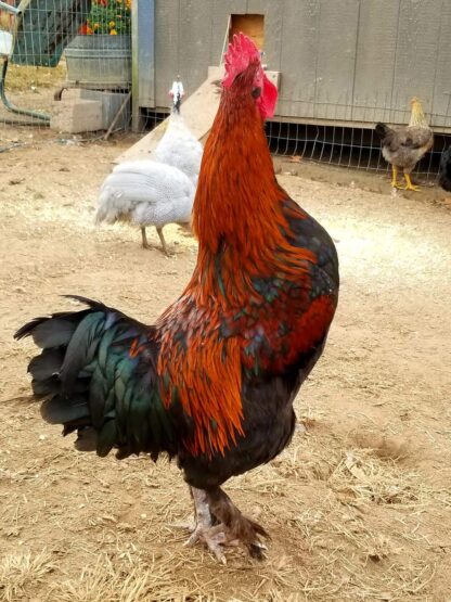 Black Copper Marans