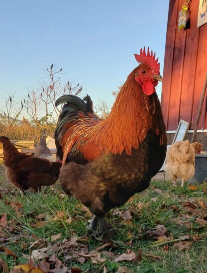 Black Copper Marans