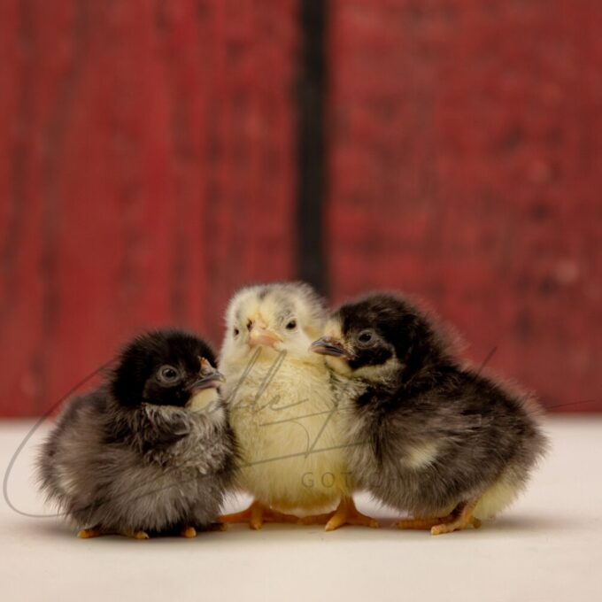 Black Japanese Bantam - Image 3