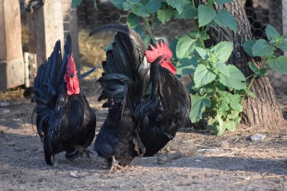 Black Japanese bantam