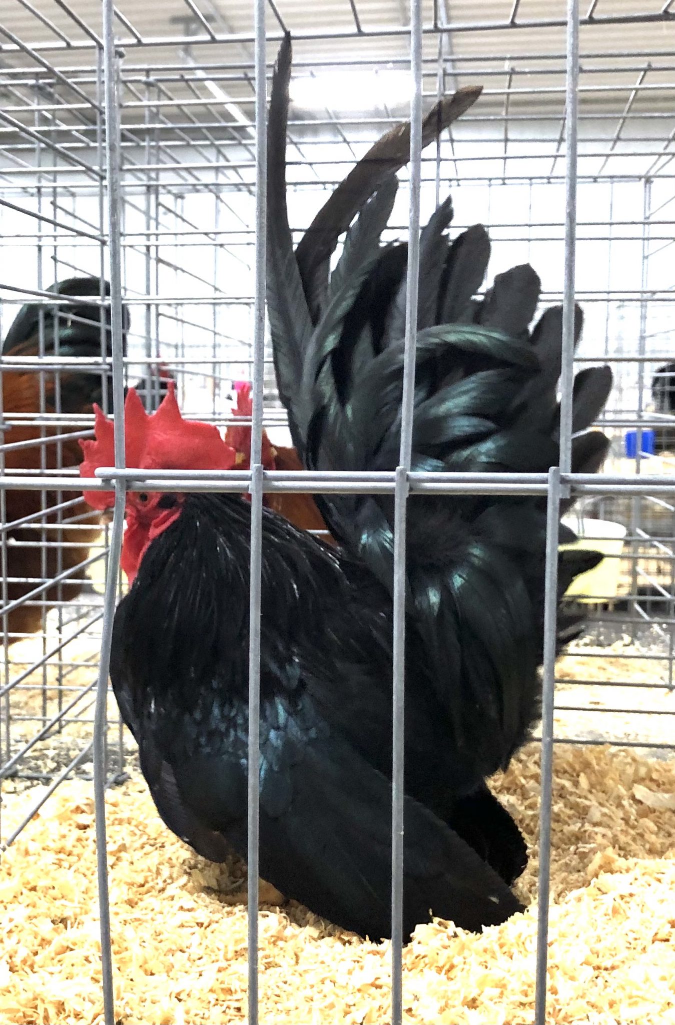 Black Japanese Bantam Chickens for Sale | Cackle Hatchery®