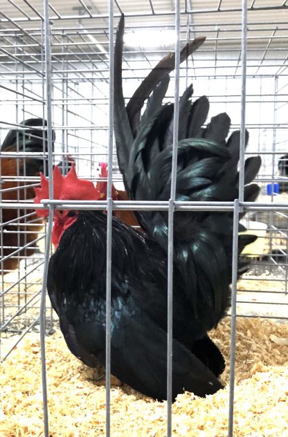 Black Japanese bantams