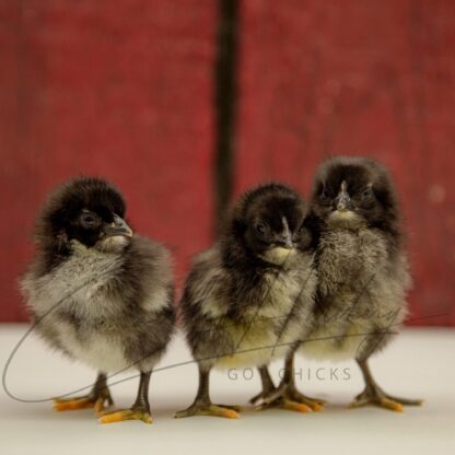 Black Jersey Giant Chicken - Image 3