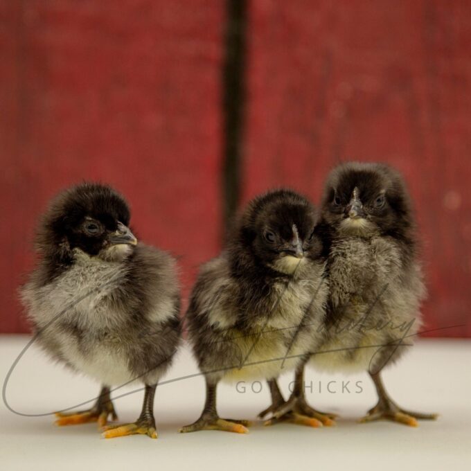 Black Jersey Giant Chicks