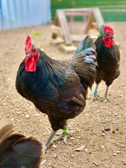 Black Jersey Giant Chicken