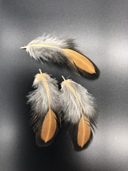Black Laced Gold Wyandotte feathers