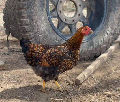 Black Laced Golden Wyandotte