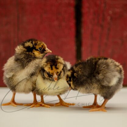 Black Laced Golden Wyandotte Chicken - Image 3