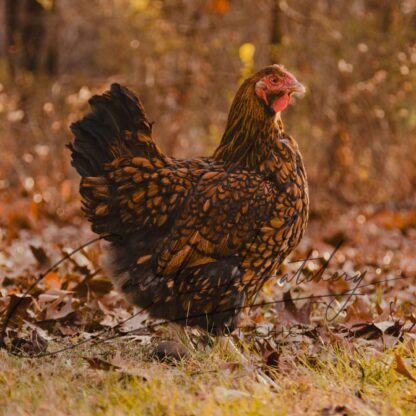 Black Laced Golden Wyandotte Chicken - Image 2