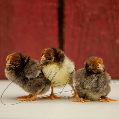 Black Laced Red Wyandotte Chicken - Image 3