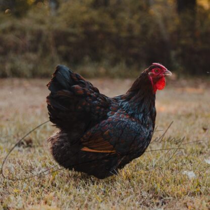 Black Laced Red Wyandotte Chicken - Image 2