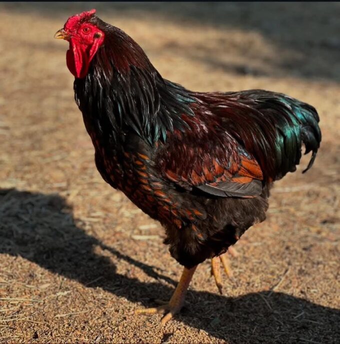 Black Laced Red Wyandotte Photo Credit Becca Farrah