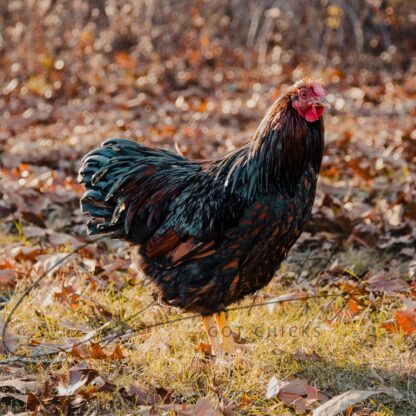 Black Laced Red Wyandotte Chicken