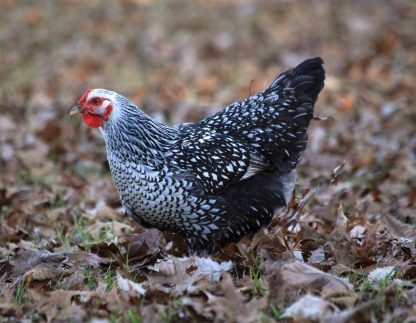 Black Laced Silver Wyandotte Credit: Ashley Bonick