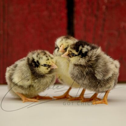 Black Laced Silver Wyandotte Chicken - Image 3