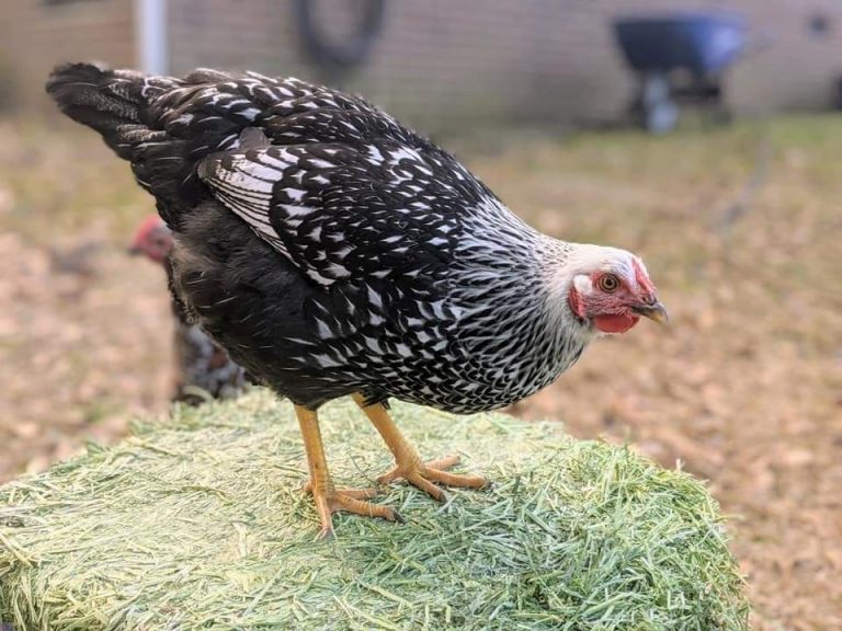 Black Laced Silver Wyandotte