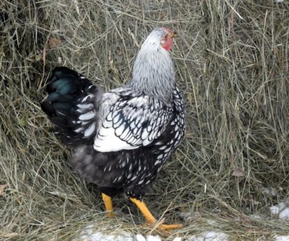 Black Laced Silver Wyandotte Chicken