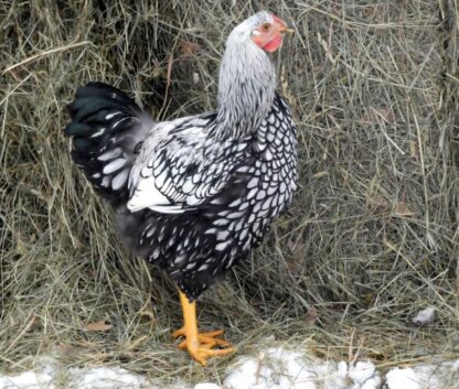 Black Laced Silver Wyandotte Chicken