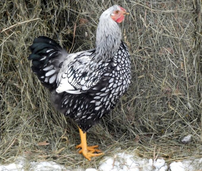 Black Laced Silver Wyandotte Chicken