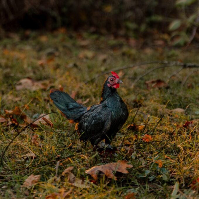 Black Old English Game Bantam - Image 2