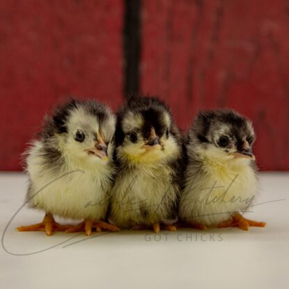 Black Old English Game Bantam - Image 3