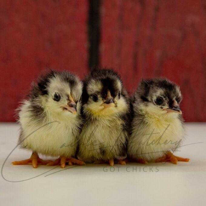 Black Old English Game Bantam Chicks