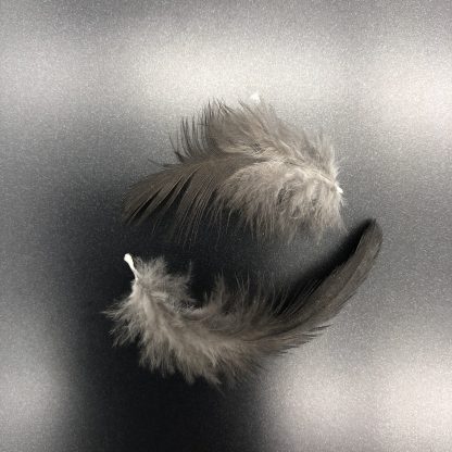 Black Rosecomb Bantam feathers