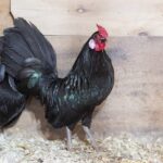 Black Rosecomb Bantam Chicken