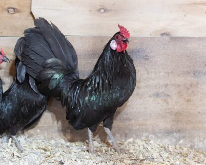 Black Rosecomb Bantam Chicken