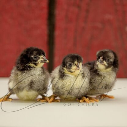 Black Rosecomb Bantam - Image 3