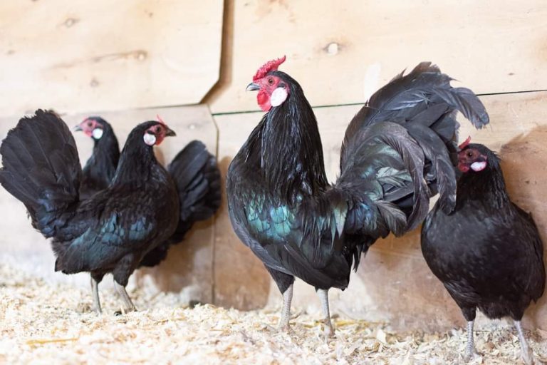 Black Rosecomb Bantam Chickens